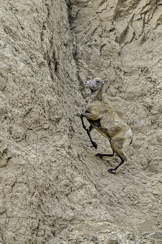 大角羊(Ovis canadensis)是一种原产于北美的绵羊，在怀俄明州的黄石国家公园发现。在几乎垂直的岩壁上行走和跳跃。